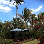 jardin de palmiers